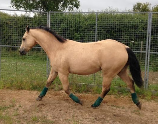 Quarter Horse cross Welsh Cob, Wilden Storm